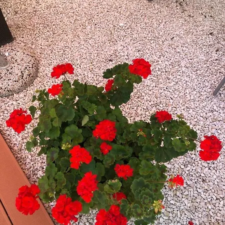 默苏利酒店 *
